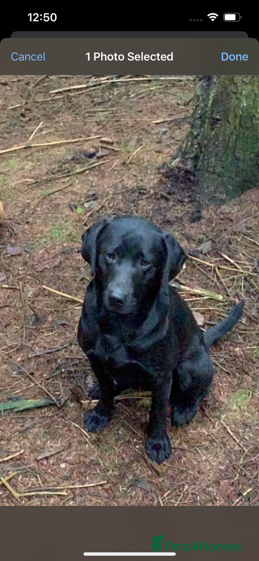 Cockerdor dogs for sale: Cockeradors for sale  - Advert 3