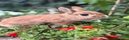 Netherland Dwarf rabbits for sale: Neverland Dwarf Bonded Pair - Advert 5