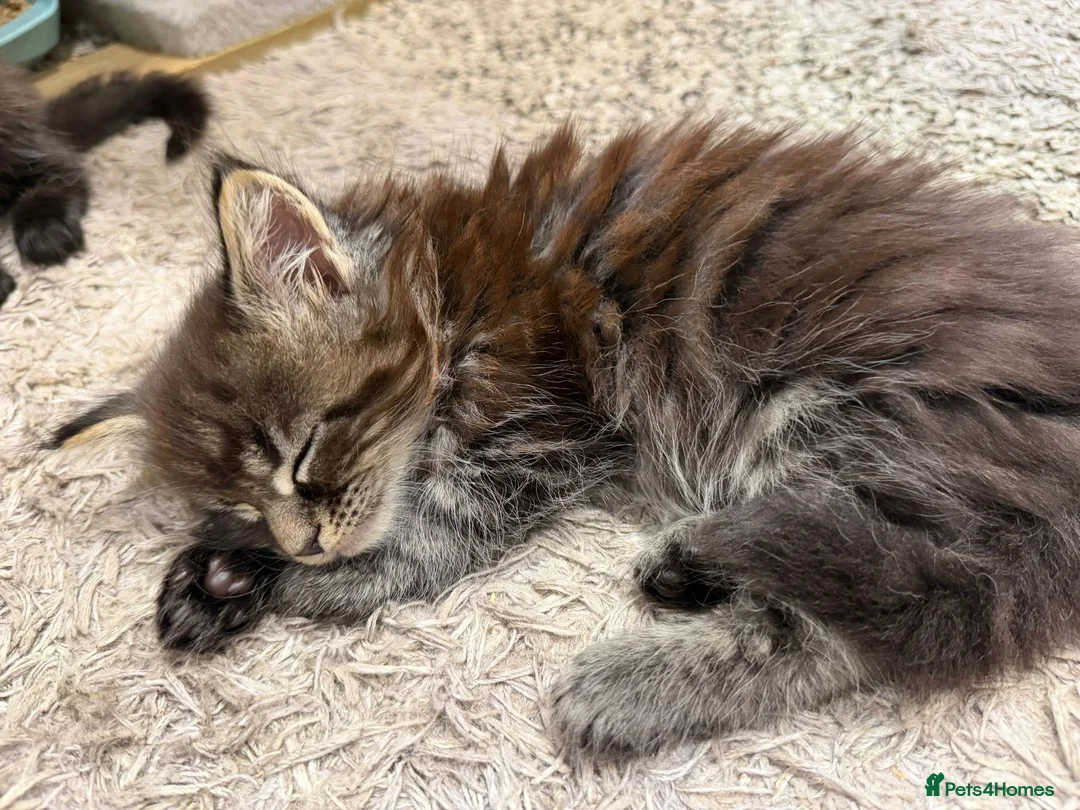Maine Coon cats for sale: 1 left - Large Kittens - European Bloodlines - Advert 2