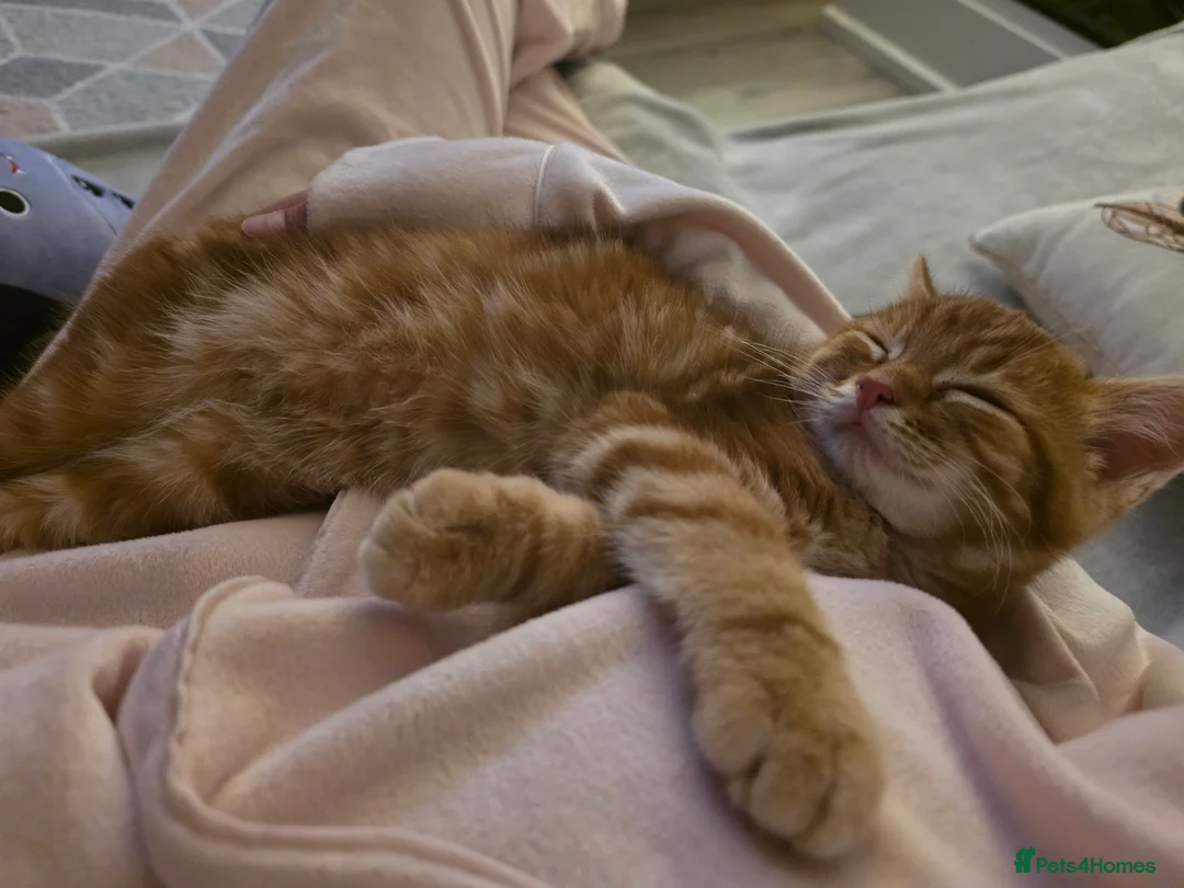 Mixed Breed cats for sale: Teddy, the 5 month old very loving boy for sale - Advert 7