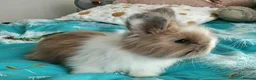 Angora rabbits for sale: English Full Face Angora Bunnies - Advert 9