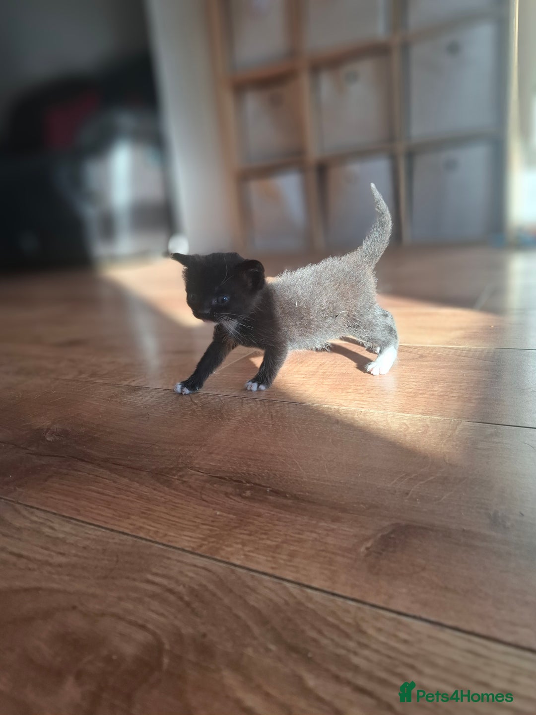 Mixed Breed cats for sale: Mixed colour kittens  - Image 27