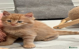 Maine Coon cats for sale: Stunning Mainecoon Kittens - Image 6