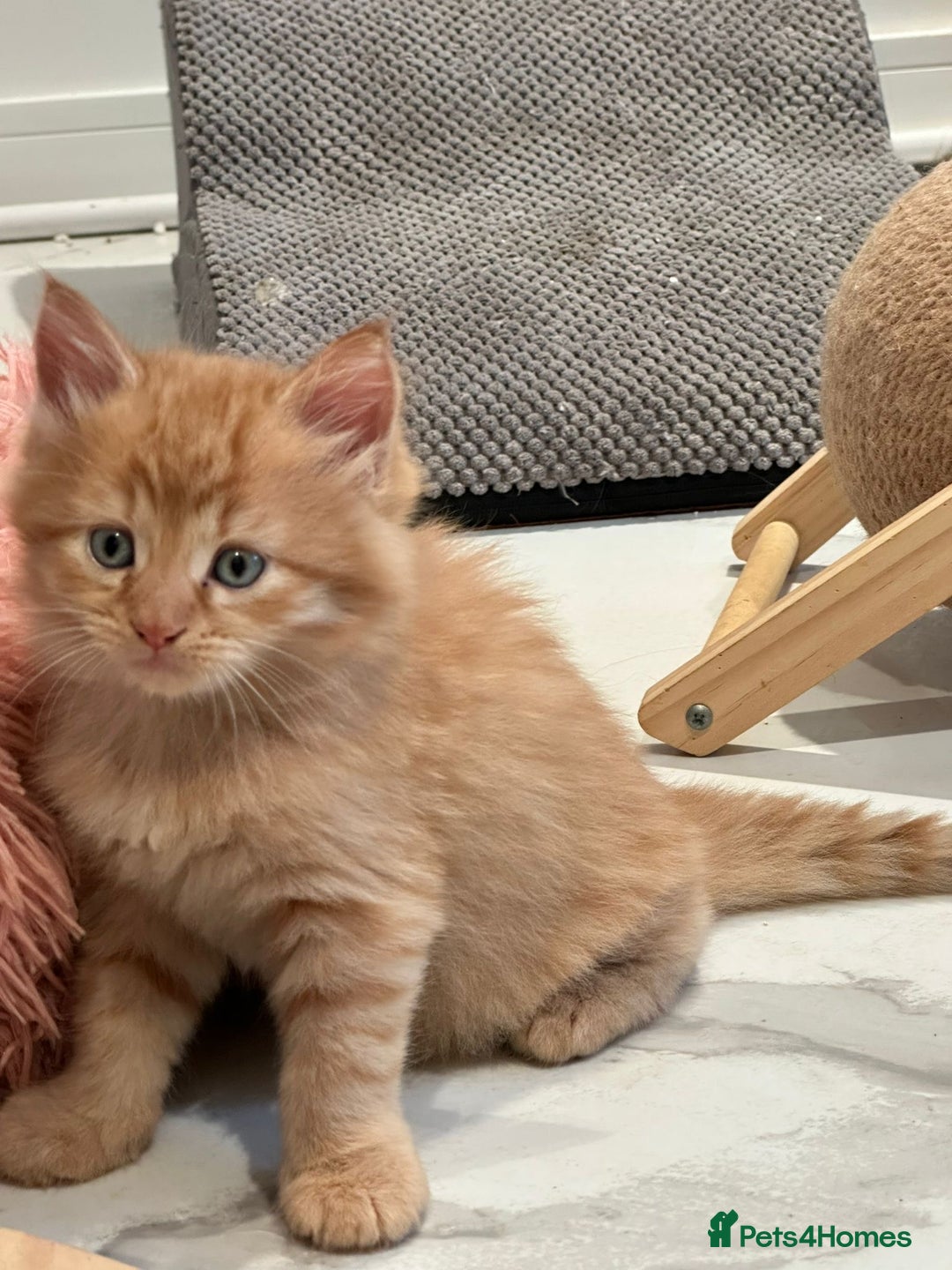 Maine Coon cats for sale: Stunning Mainecoon Kittens - Image 6