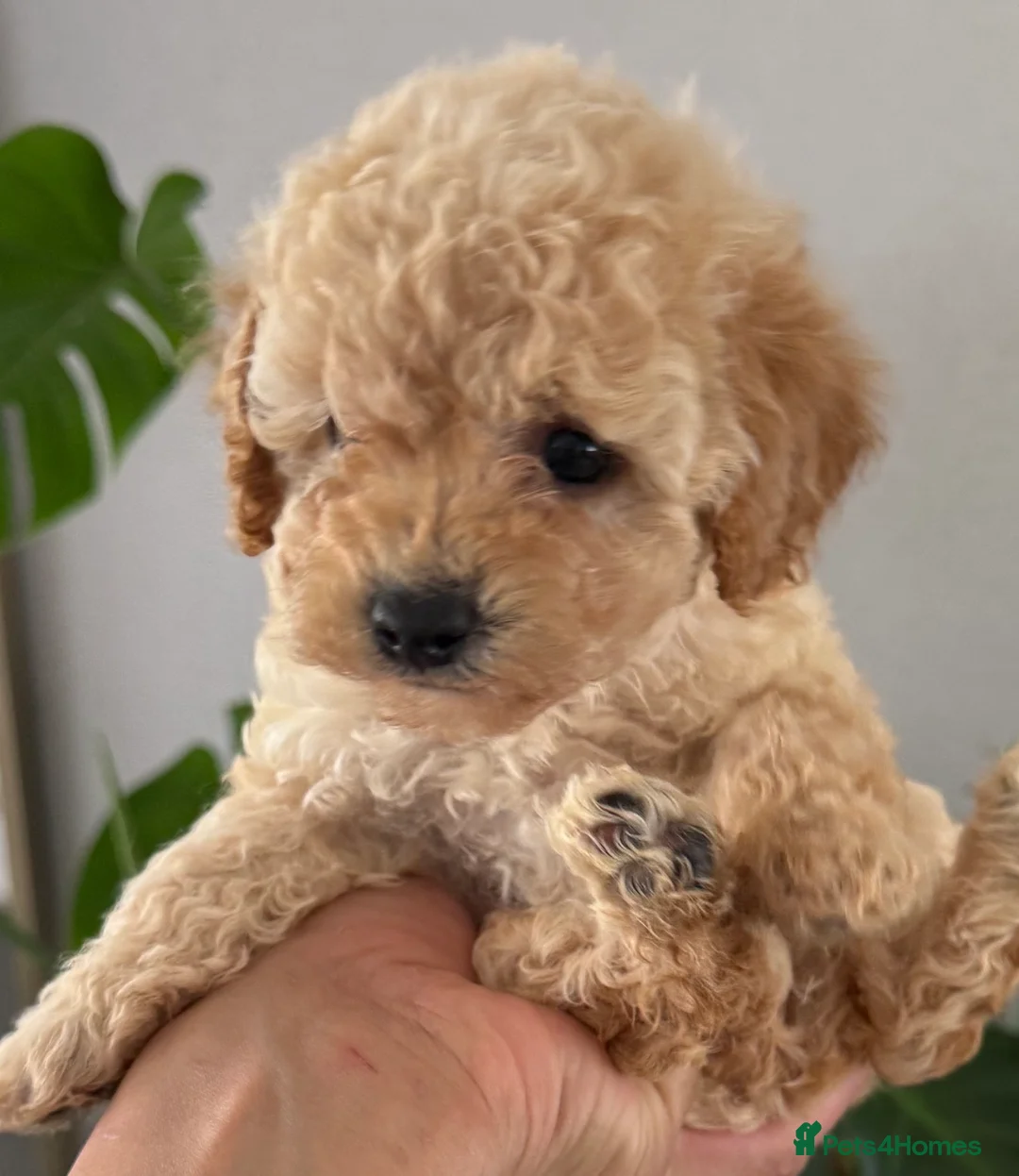 Toy Poodle dogs for sale: The cutest Toy poodle puppies - Advert 1