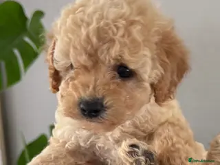 Toy Poodle dogs The cutest Toy poodle puppies - Advert 3