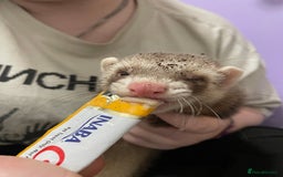 Ferret rodents for sale: Two ferret hobs - Image 3