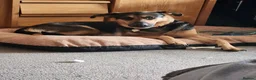 German Shepherd dogs for sale: Female gsd and pocket bully for sale  in Mansfield - Advert 23