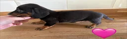 Miniature Dachshund dogs for sale: Beautiful Dapples 5 Star Licensed 5 Star reviews  - Advert 11