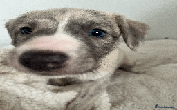 Whippet dogs for sale: Fawn Bedlington Whippet puppy - Image 4