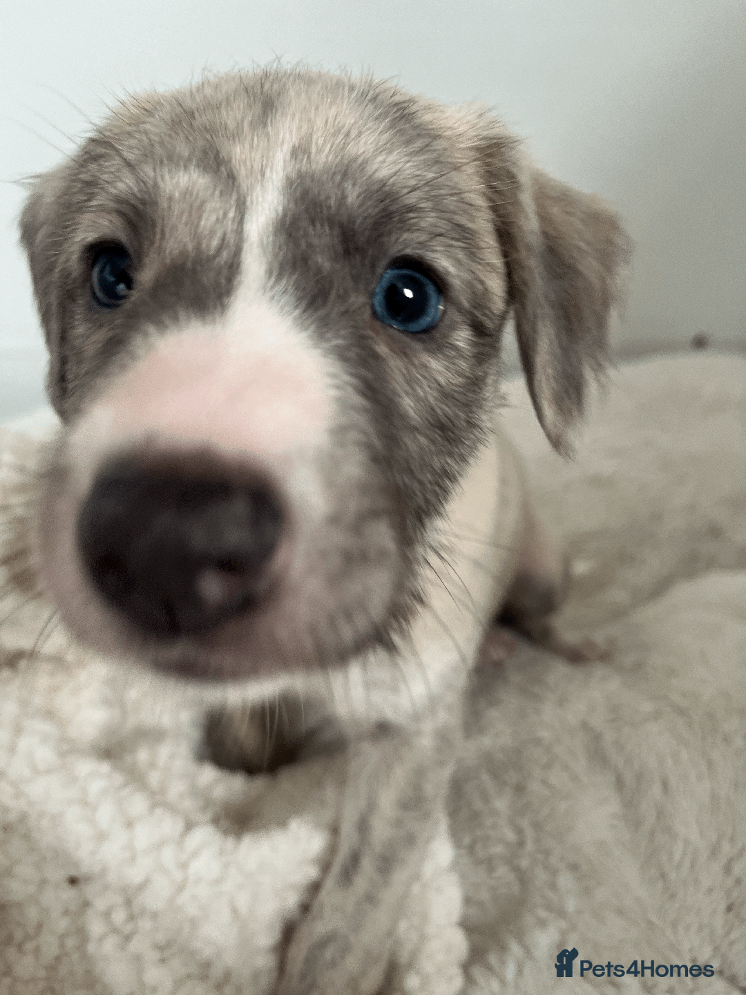 Whippet dogs for sale: Fawn Bedlington Whippet puppy - Image 4