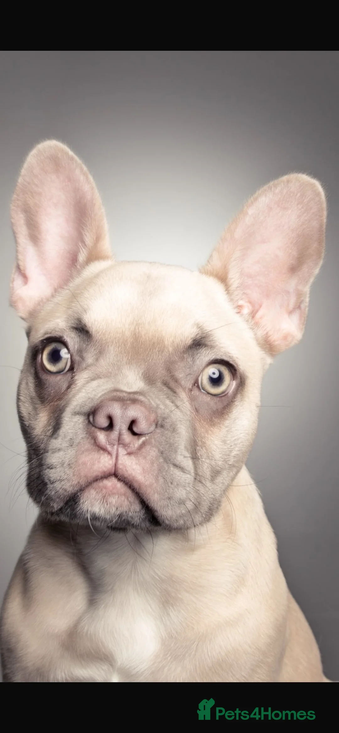 French Bulldog dogs for adoption: Male French Bulldog in Chesterfield - Advert 4