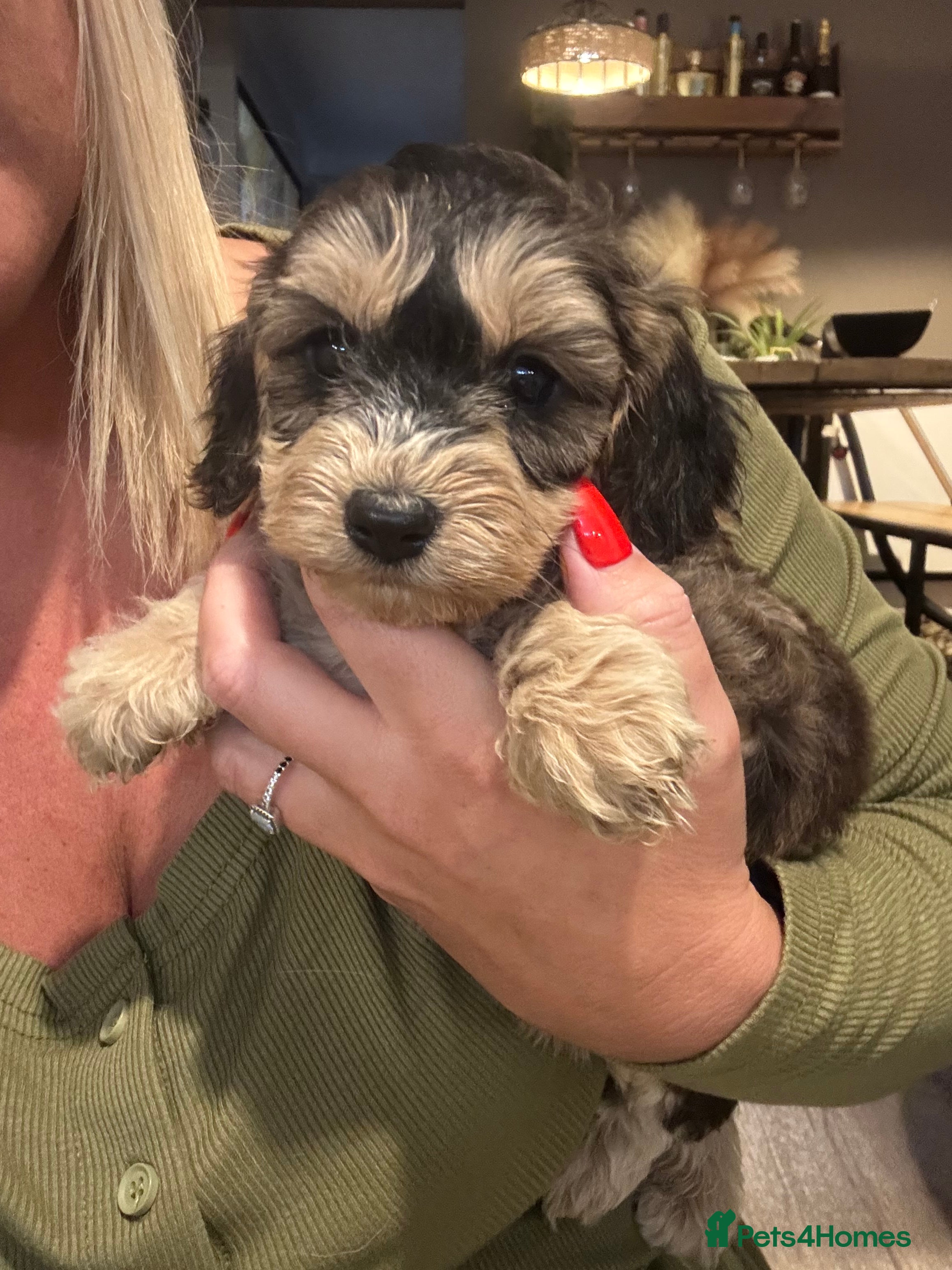 Cockapoo dogs 🌟 OUTSTANDING cockapoo puppies F1B 🌟 - Advert 2