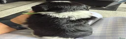 Lhasa Apso dogs for sale: Stunning litter of Lhasa apso puppies  - Advert 9