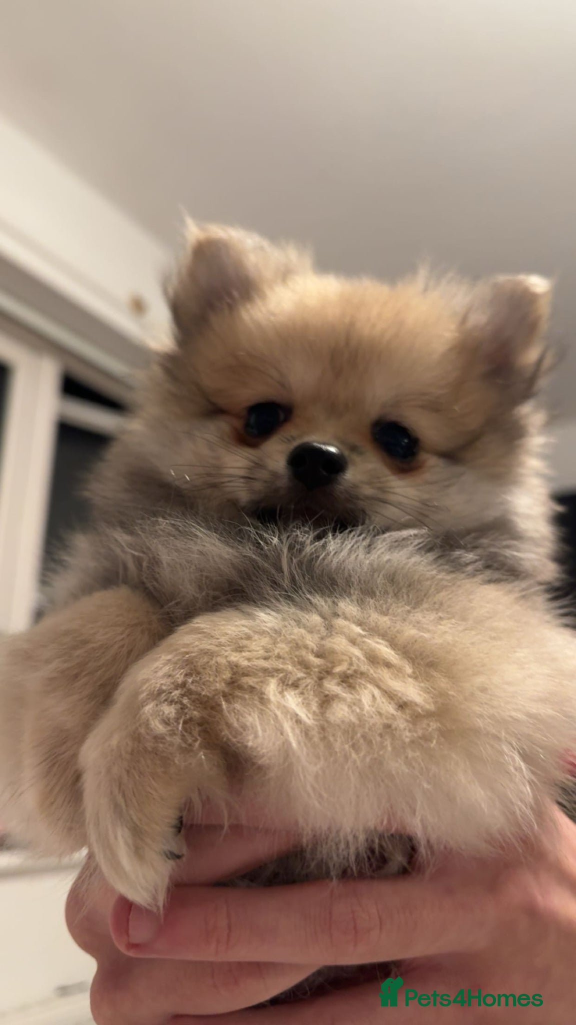 Pomeranian dogs 🎀fluffy female Pomeranians🎀LAST ONE!!! - Advert 6