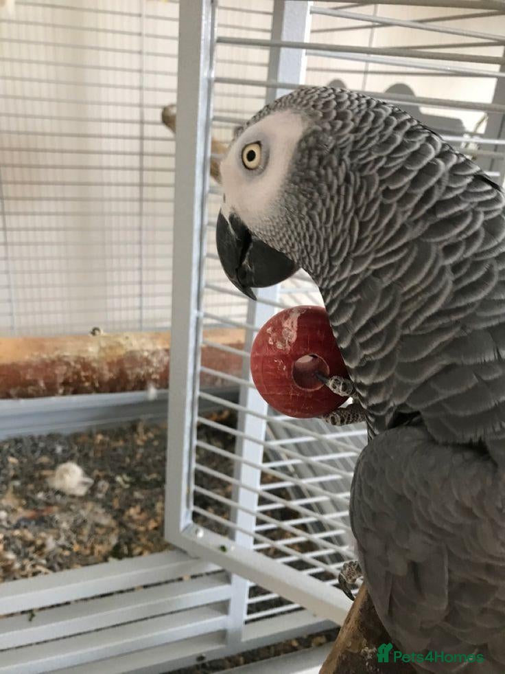 Parrots birds Male and female congo African Grey Parrots - Advert 4