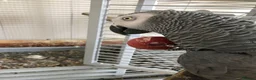 Parrots birds for sale: Male and female congo African Grey Parrots in Southampton - Advert 6