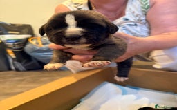 Mixed Breed dogs for sale: Saint Mastiffs for sale - Image 8