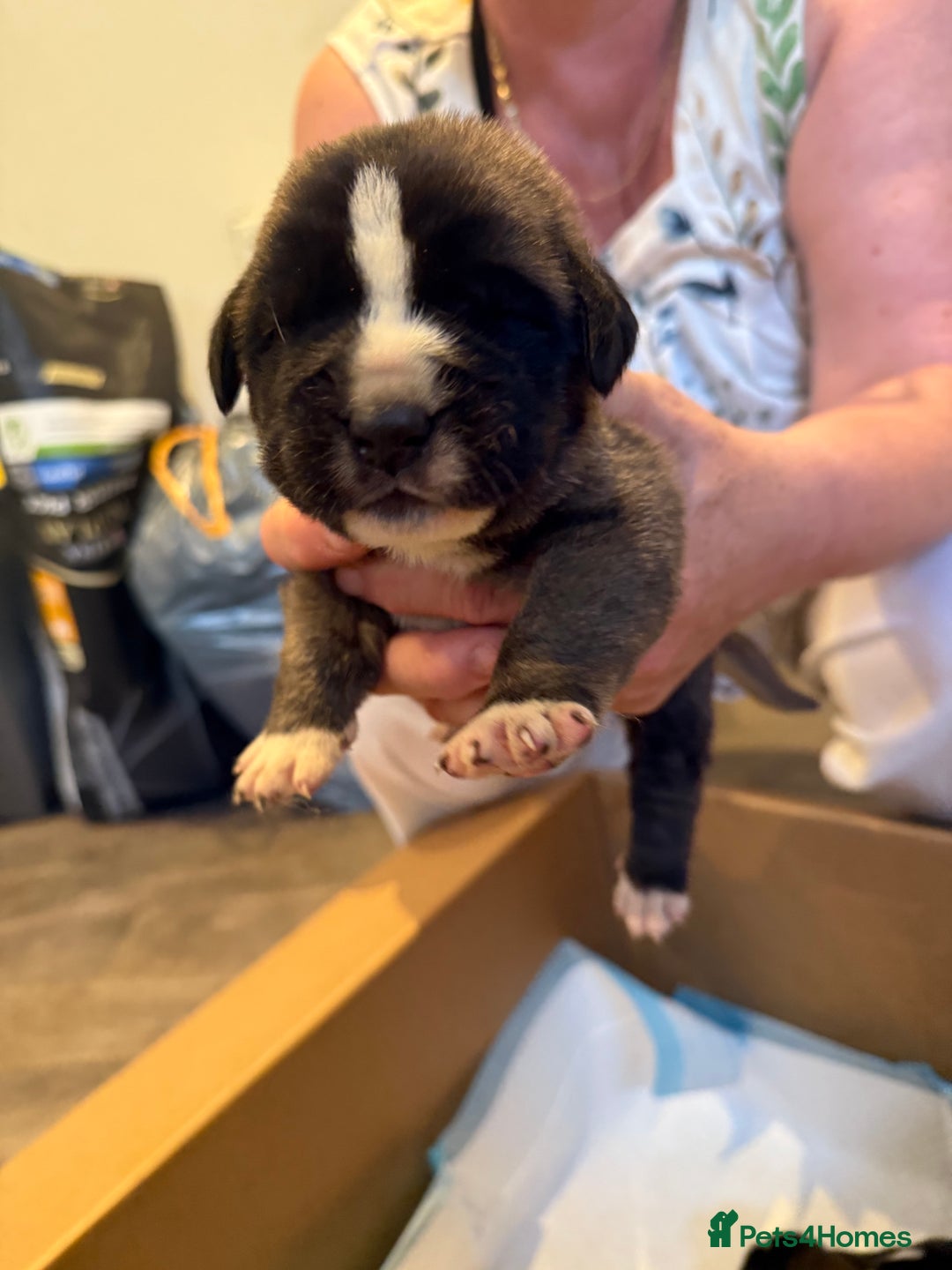 Mixed Breed dogs for sale: Saint Mastiffs for sale - Image 8