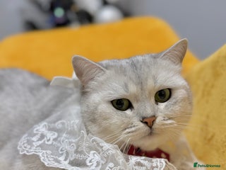 British Shorthair cats British Shorthair.GCCF - Advert 4