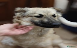 Mixed Breed dogs for adoption: ❤️🐶 Nusha – 7(8) month-old lower-medium girl❤️🐶 - Advert 9