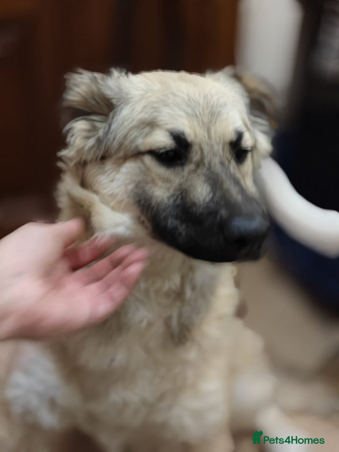 Mixed Breed dogs for adoption: ❤️🐶 Nusha – 7(8) month-old lower-medium girl❤️🐶 - Advert 9