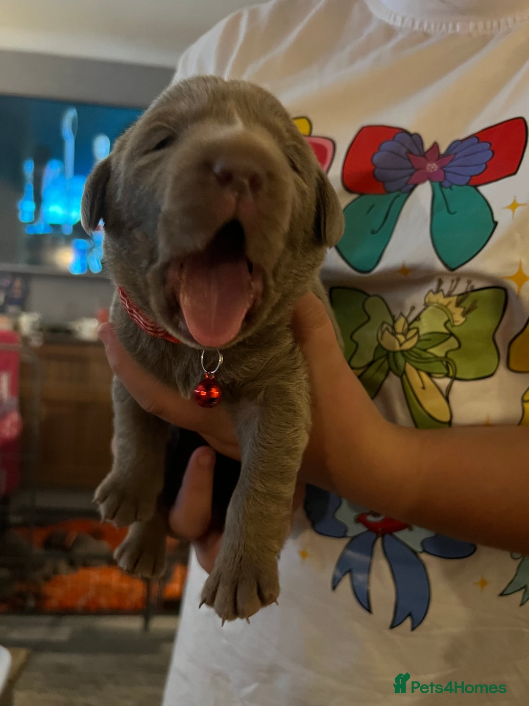 Labrador Retriever dogs for sale: Kc dna clear silver Labrador pups  - Advert 17