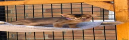 Abyssinian cats for sale: LAST 2 BOYS 💙😻Abyssinian kittens  - Advert 15