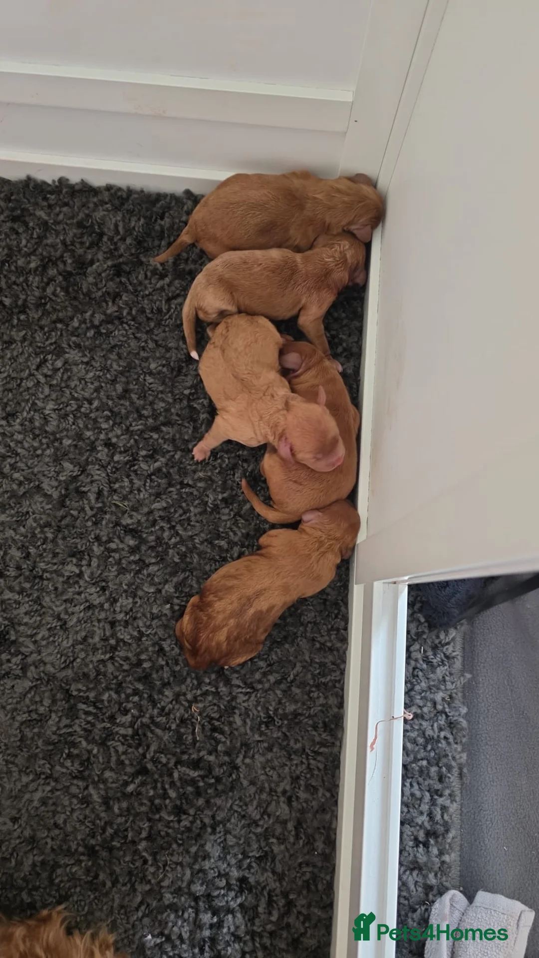 Cockapoo dogs for sale: 🐶✨ 8 Beautiful F1 Cockapoo Puppies ✨🐶  - Advert 5