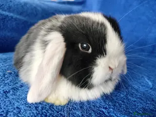 Mini Lop rabbits Baby mini lops for sale - Advert 15