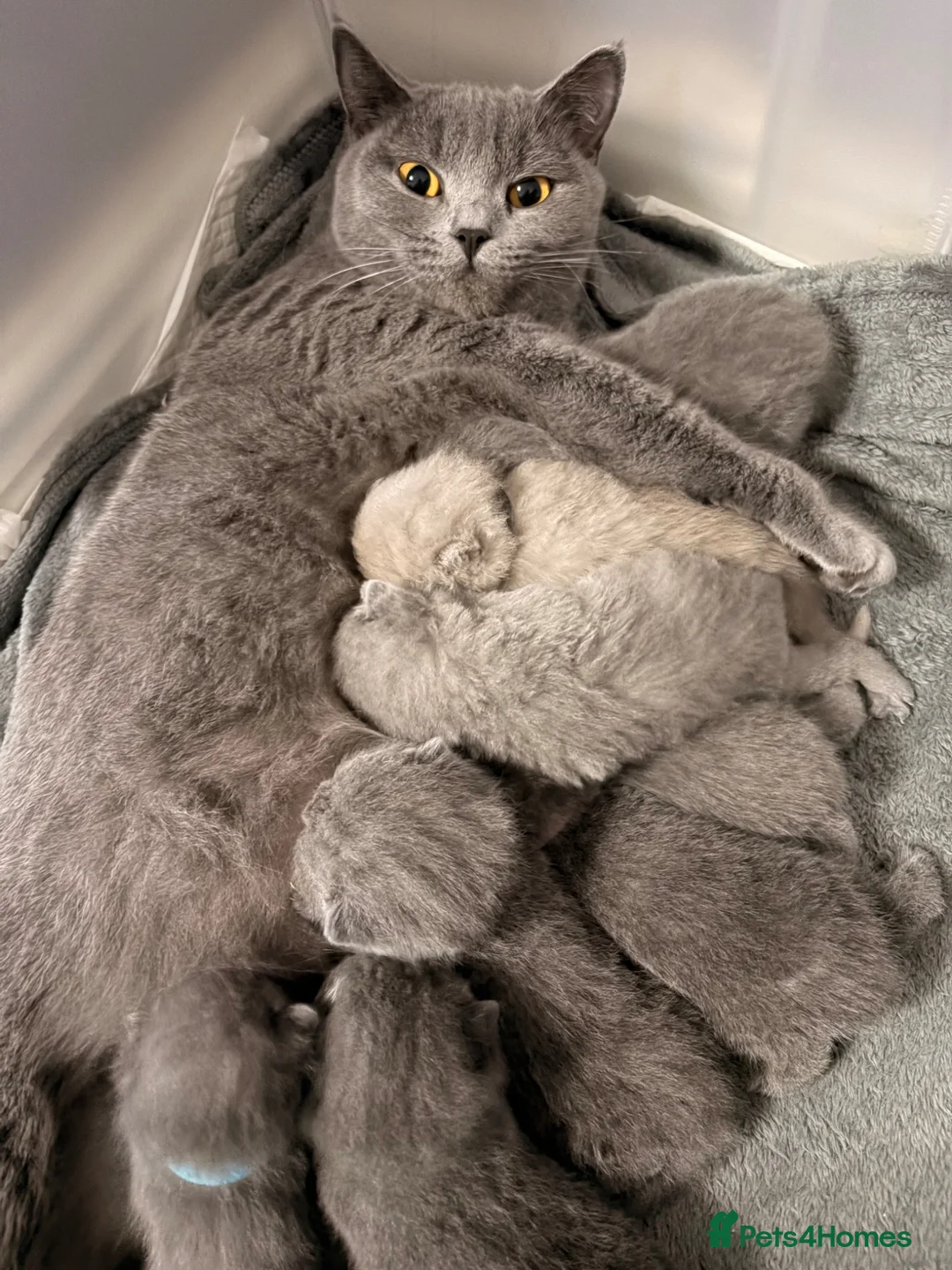 British Shorthair cats for sale: British shorthair kittens  in Dudley - Advert 2