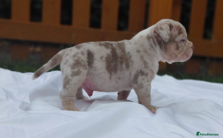 American Bully dogs - Advert 1