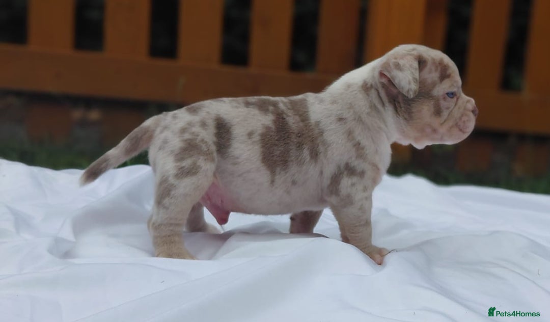 American Bully dogs for sale: REDUCED ABKC QUALITY MICROS - Image 1