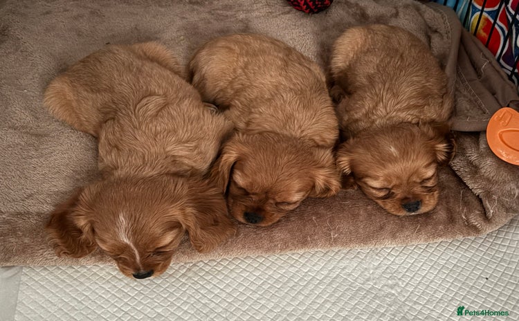 Cavalier King Charles Spaniel dogs - Advert 9