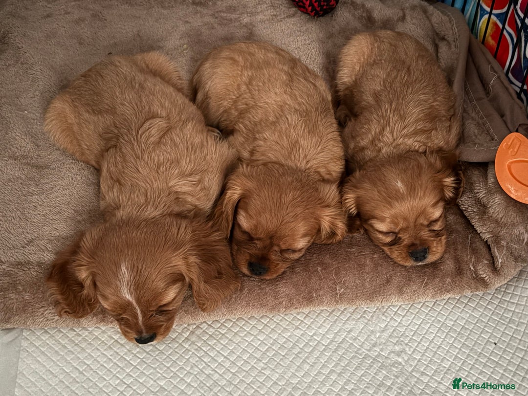 Cavalier King Charles Spaniel dogs for sale: 1 BOY LEFT**** Cavalier King Charles puppies - Image 7