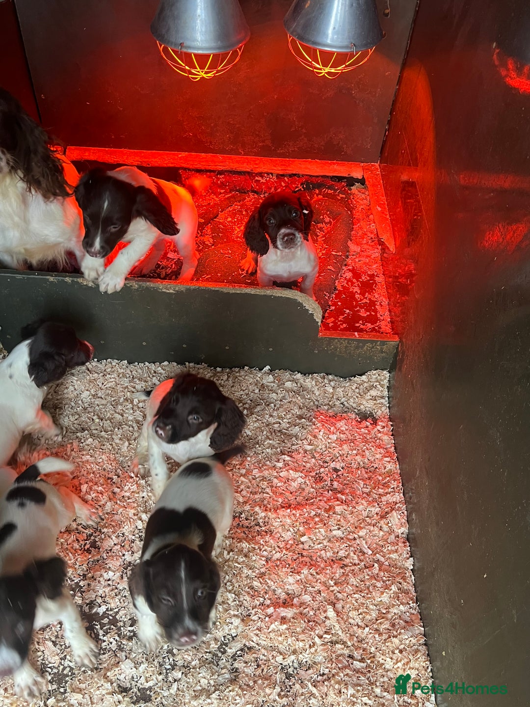 English Springer Spaniel dogs for sale: Working KC springer Spaniel Pups  - Advert 5