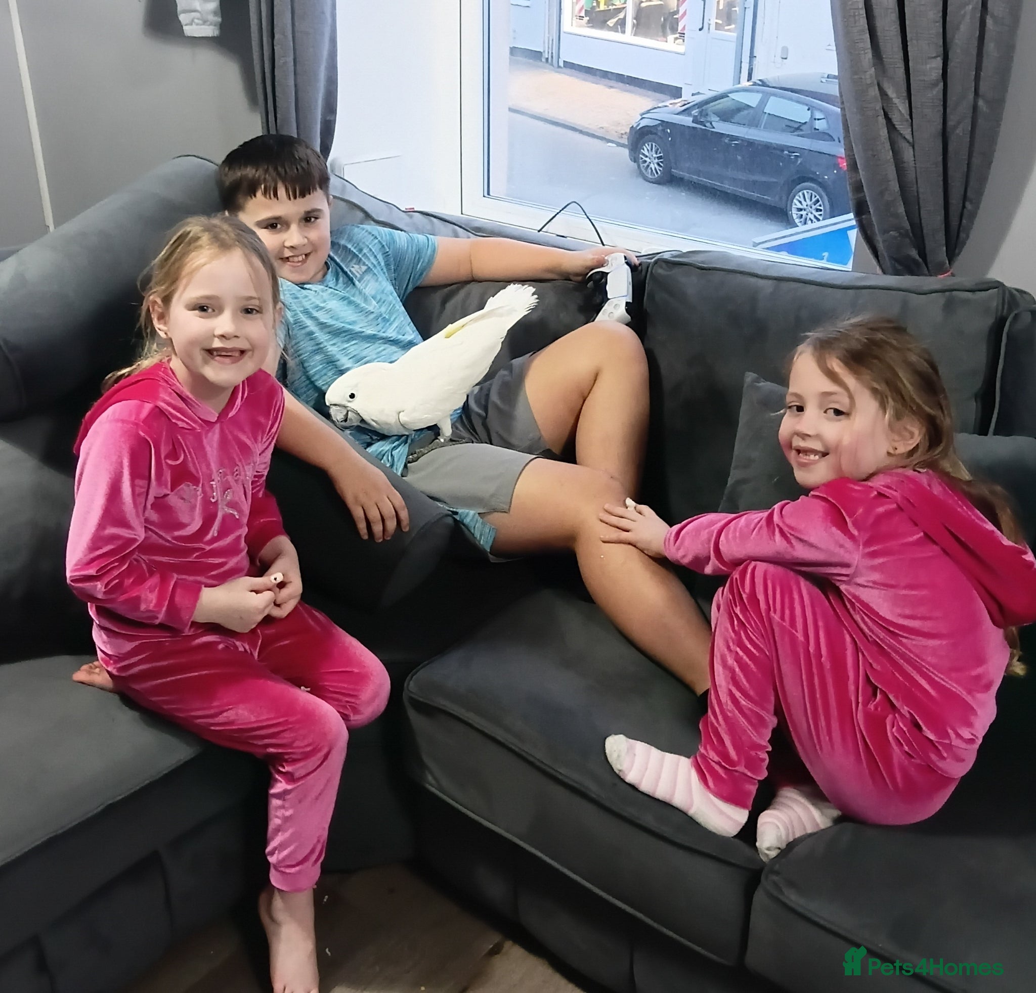 Cockatoo birds leo the parrot - Advert 7