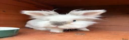 Mixed Breed rabbits for sale: Rabbits for adoption - Advert 2