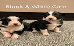 Border Collie dogs for sale: Quality Confident Border Collie Puppies - Image 3