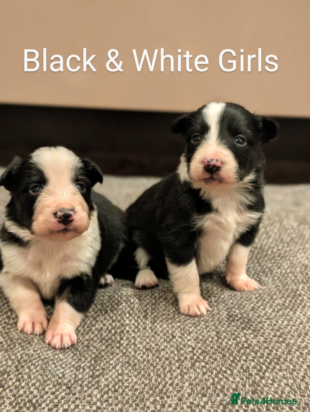Border Collie dogs for sale: Quality Confident Border Collie Puppies - Image 3