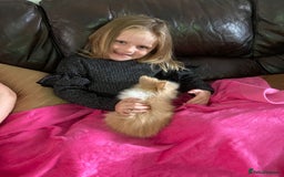 Lionhead rabbits for sale: Baby Lionhead Male Looking For New Home - Image 11