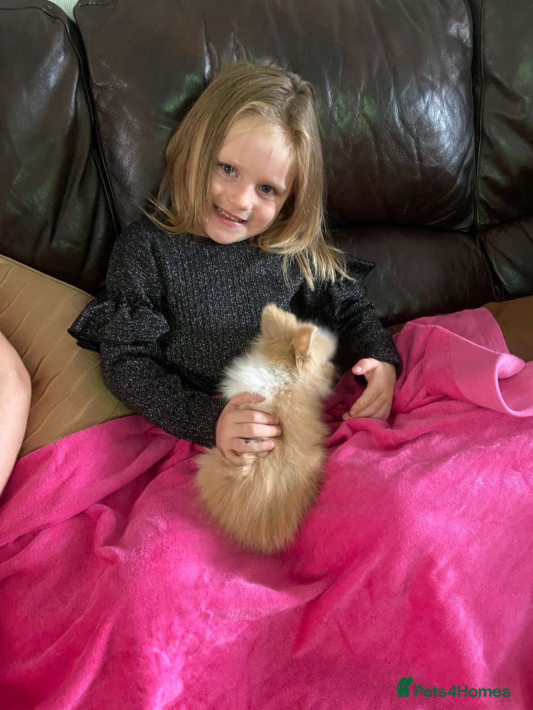 Lionhead rabbits for sale: Baby Lionhead Male Looking For New Home - Image 11