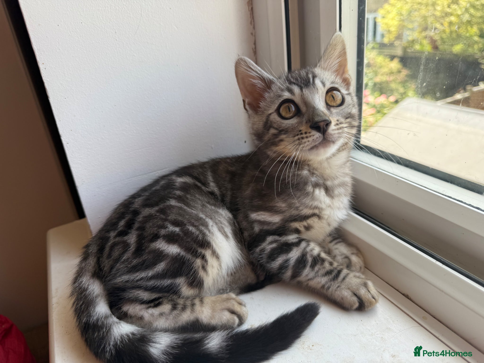Bengal cats Exceptional Pure Pedigree Silver Grey TICA Bengal - Advert 2