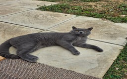 British Shorthair cats for stud: CHUNKY, GORGEOUS BSH STUD  - Image 7