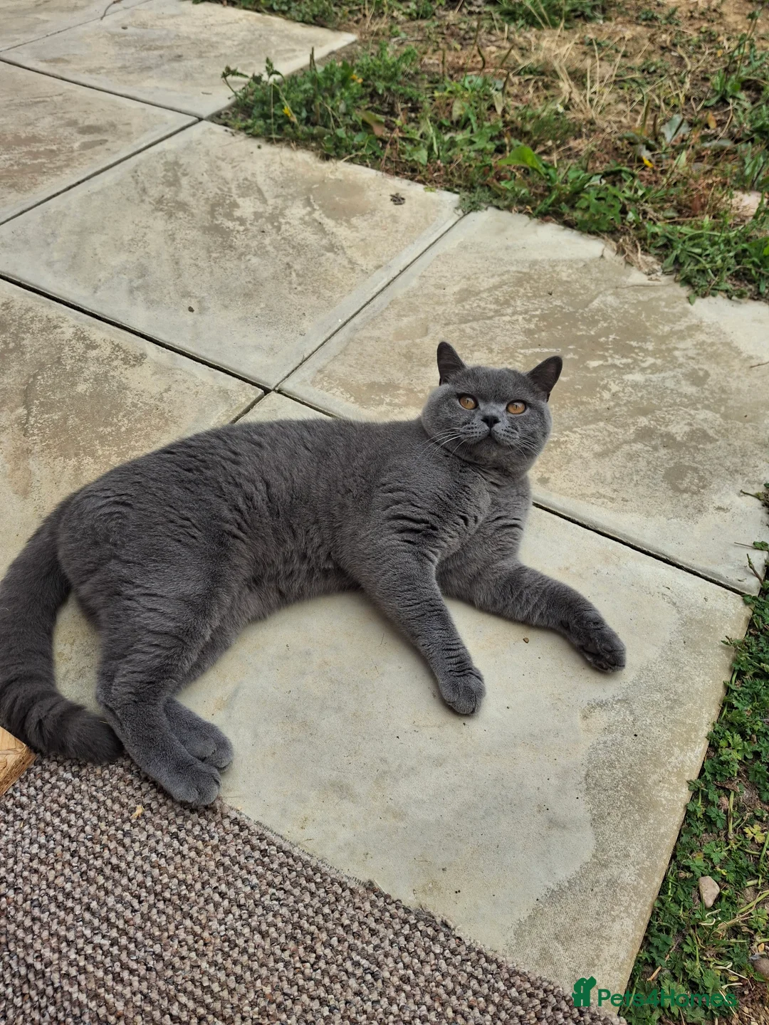 British Shorthair cats for stud: CHUNKY, GORGEOUS BSH STUD  - Advert 8