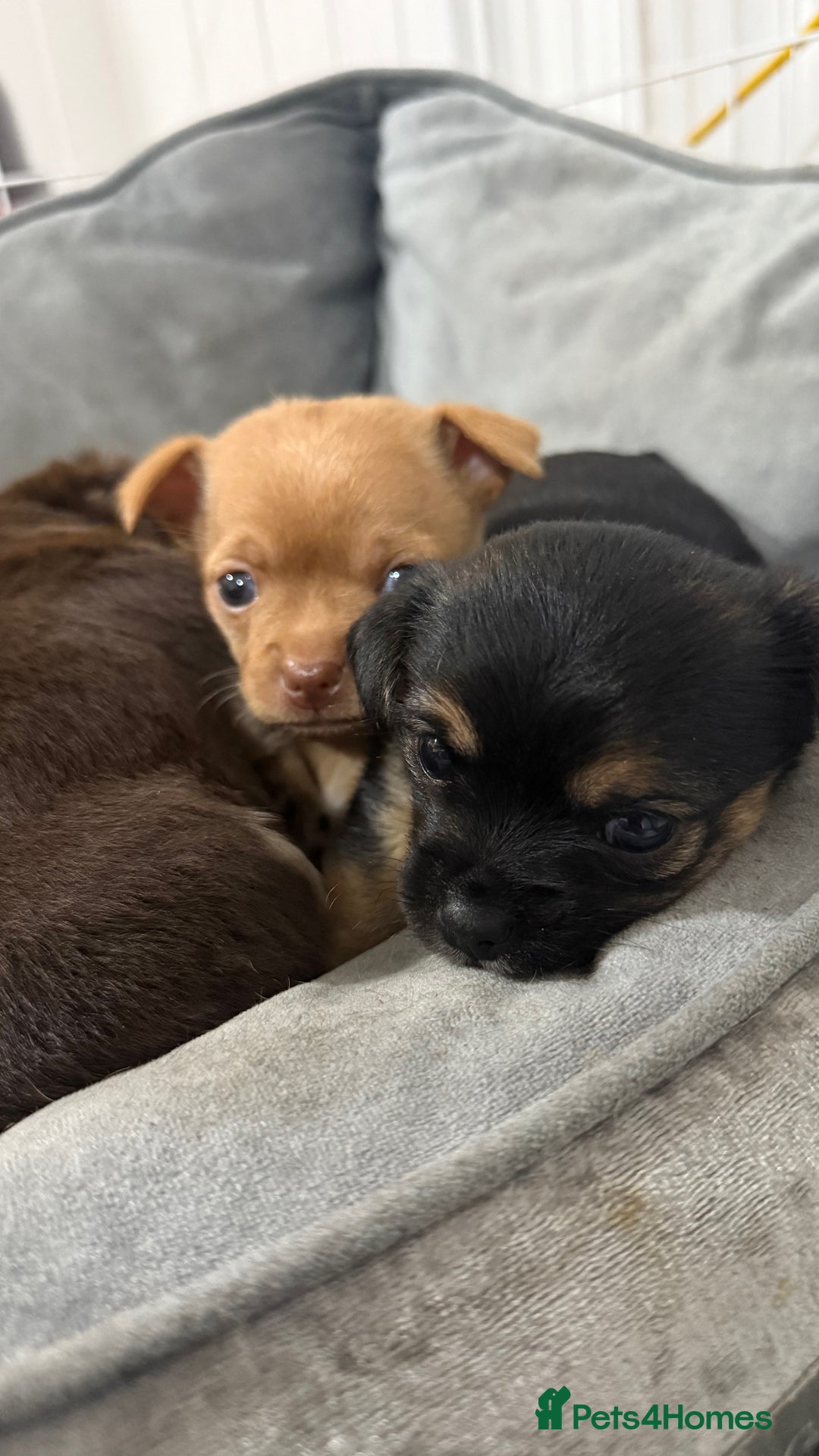 Chorkie dogs for sale: 1 beautiful little Chorkie girl - Advert 5