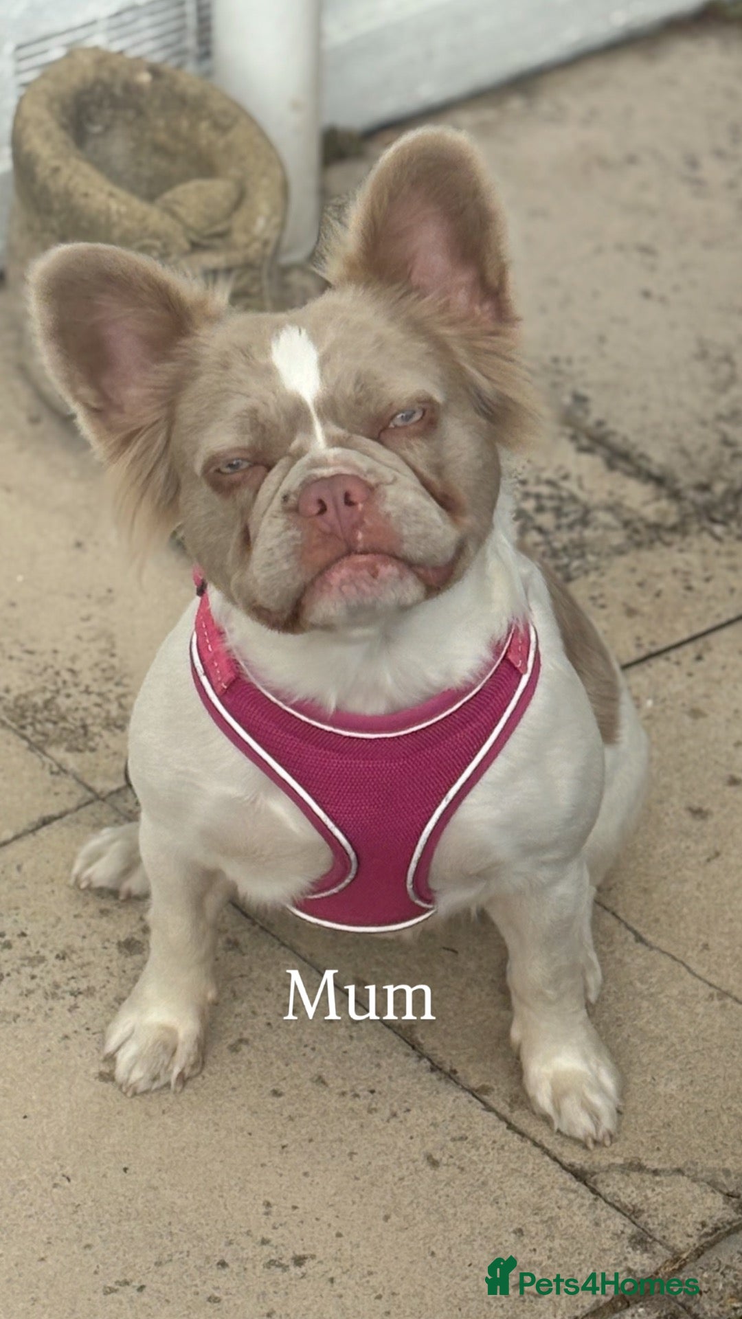 French Bulldog dogs for sale: Visual fluffy French bulldogs  - Advert 3