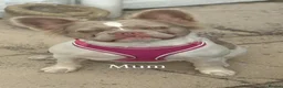 French Bulldog dogs for sale: Visual fluffy French bulldogs  - Advert 1