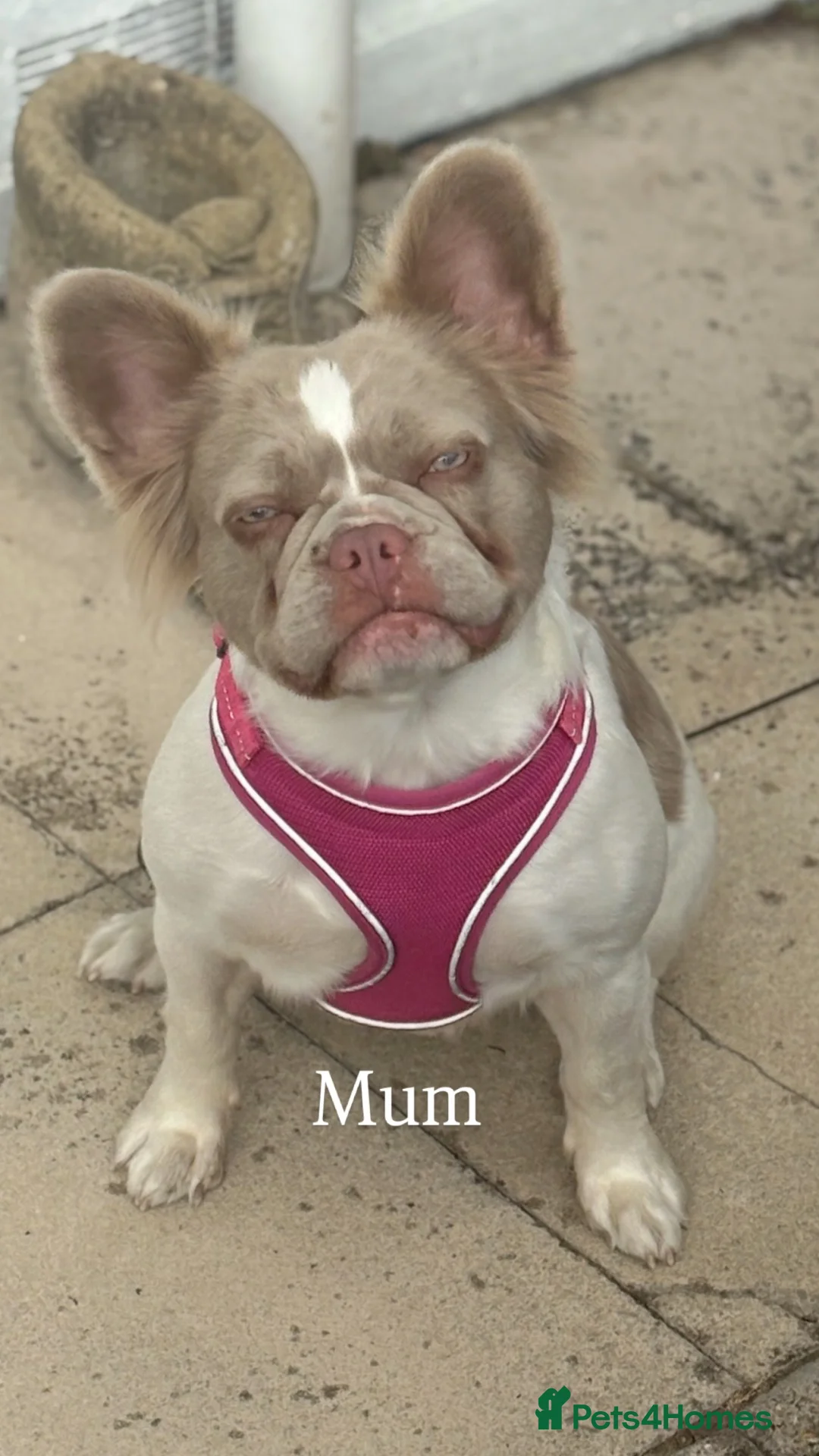 French Bulldog dogs for sale: Visual fluffy French bulldogs  - Advert 1