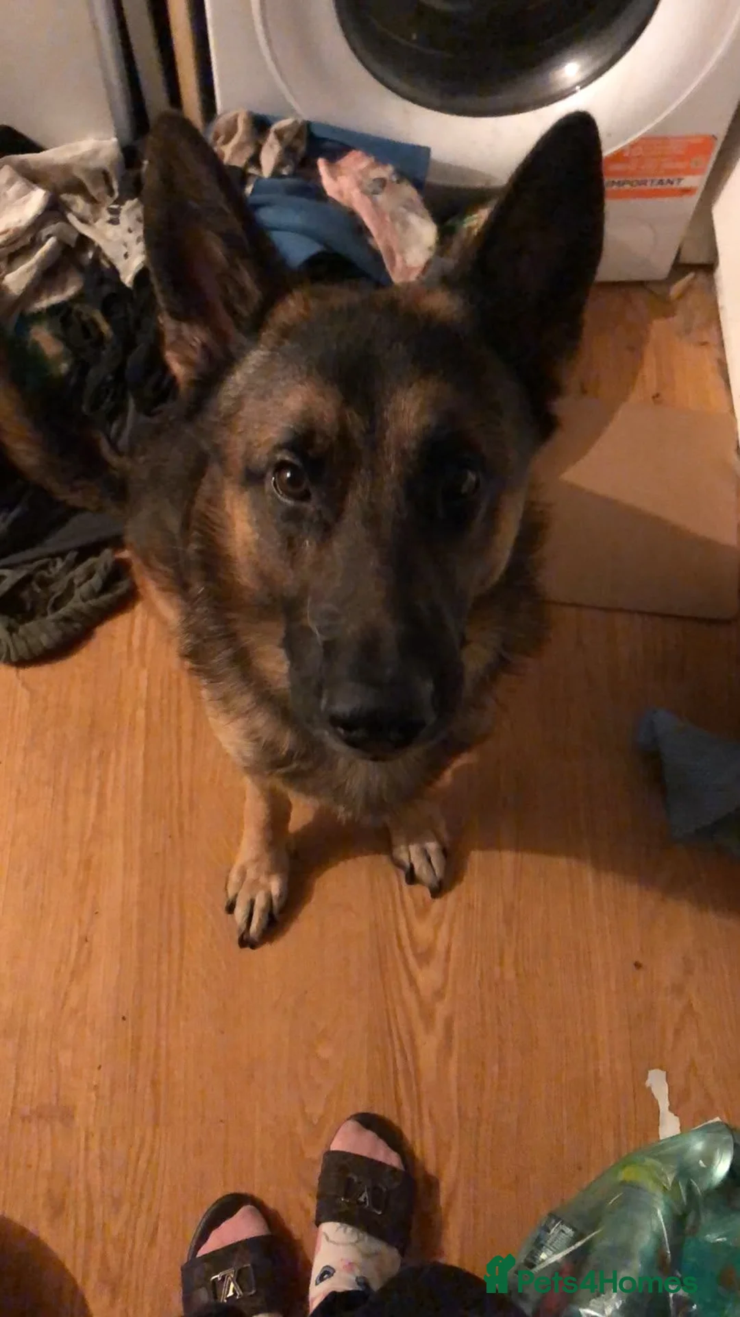 German Shepherd dogs for sale: German shepherd pup in Swansea - Advert 2